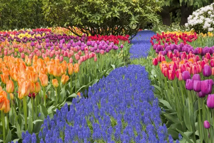 Framed Print : USA, Washington. Garden with tulips and blue grape hyacinth flowers
