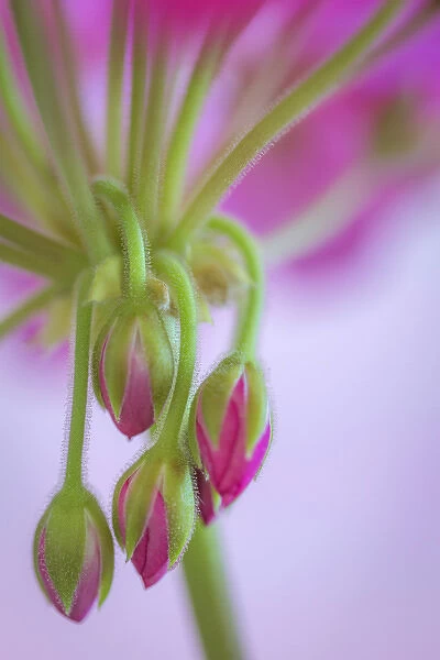USA, Washington. Geranium buds close-up. Credit as: Don Paulson  /  Jaynes Gallery  /  DanitaDelimont