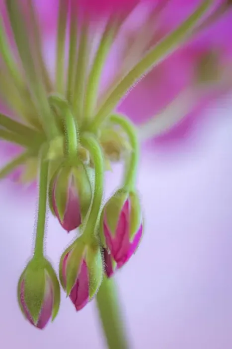 Framed Print : USA, Washington. Geranium buds close-up. Credit as: Don Paulson / Jaynes Gallery / DanitaDelimont Framed Print : USA, Washington. Geranium buds close-up. Credit as: Don Paulson / Jaynes Gallery / DanitaDelimont
