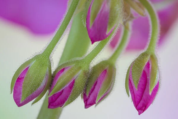 USA, Washington. Geranium buds close-up. Credit as: Don Paulson  /  Jaynes Gallery  /  DanitaDelimont