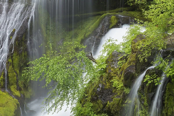USA, Washington, Gifford Pinchot National Forest. Spring scenic of Panther Creek Waterfall