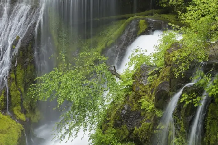 Framed Print : USA, Washington, Gifford Pinchot National Forest. Spring scenic of Panther Creek Waterfall Framed Print : USA, Washington, Gifford Pinchot National Forest. Spring scenic of Panther Creek Waterfall