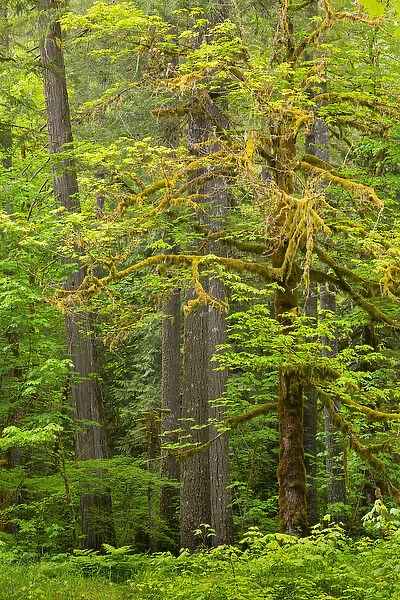 USA, Washington, Gifford Pinchot National Forest. Big leaf maple tree scenic. Credit as