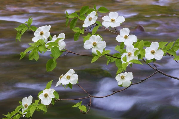 USA, Washington, Gifford Pinchot National Forest. Pacific dogwood branch over Panther Creek