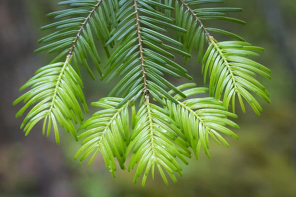 USA, Washington, Gifford Pinchot National Forest. Close-up of fir tree bough. Credit as