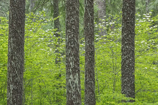 USA, Washington, Gifford Pinchot National Forest. Pacific dogwood and Douglas fir trees