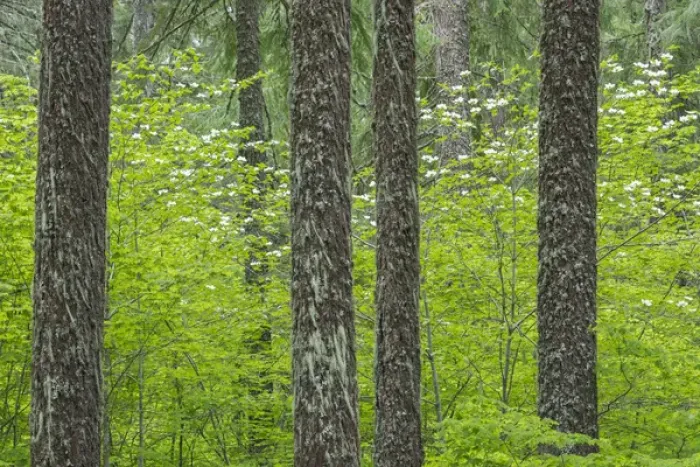 Framed Print : USA, Washington, Gifford Pinchot National Forest. Pacific dogwood and Douglas fir trees Framed Print : USA, Washington, Gifford Pinchot National Forest. Pacific dogwood and Douglas fir trees