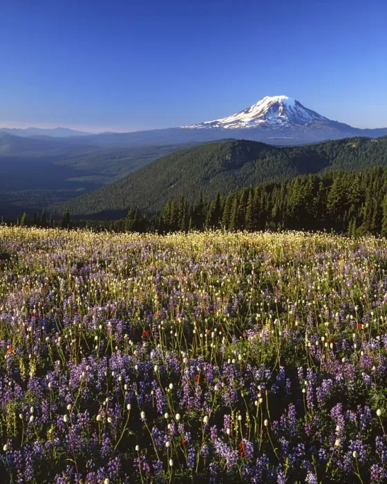 Framed Print : USA, Washington, Goat Rocks Wilderness, Meadow, Mt. Adams in distance