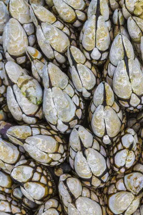 Framed Print : USA, Washington. Goose barnacles in Salt Creek Recreation Area