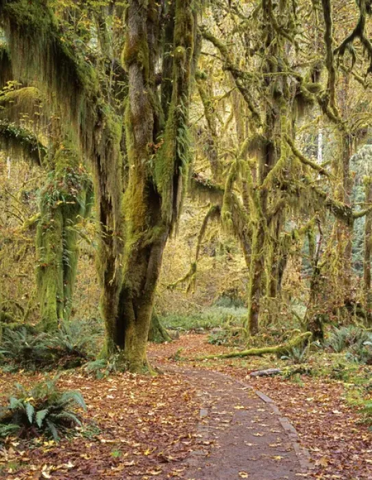 Framed Print : USA, Washington, Hoh Rain Forest, Olympic National Park Framed Print : USA, Washington, Hoh Rain Forest, Olympic National Park