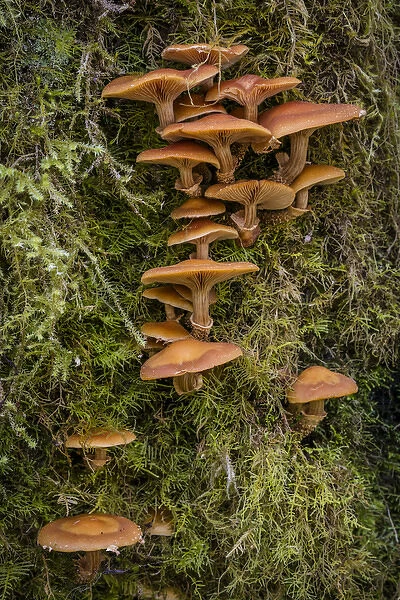 USA, Washington. Honey mushroom growing on tree