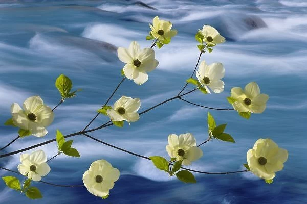 USA, Washington, Hood Canal. Pacific dogwood blossoms against rapidly flowing stream