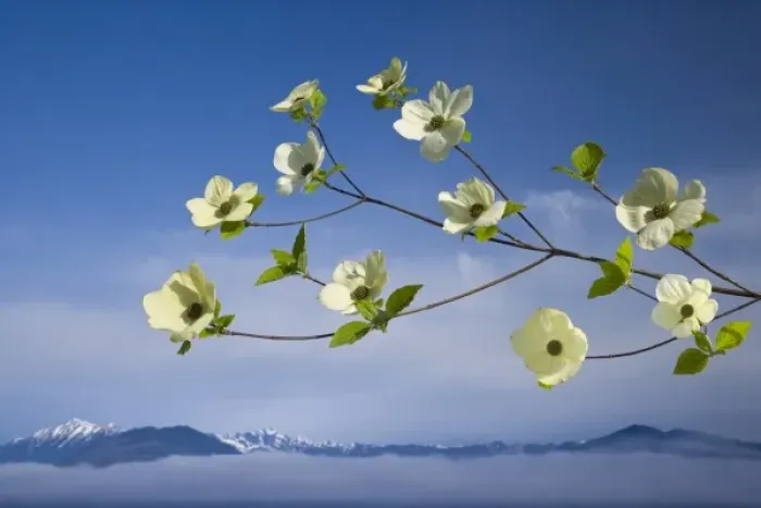 Framed Print : USA, Washington, Hood Canal. Pacific dogwood blossoms with mountains in background Framed Print : USA, Washington, Hood Canal. Pacific dogwood blossoms with mountains in background