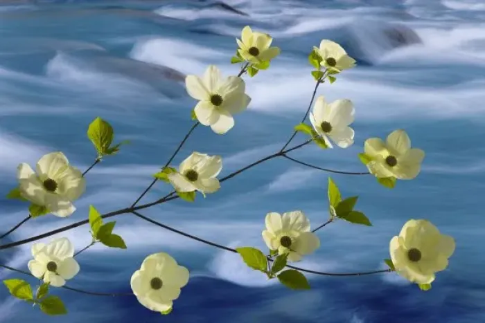 Framed Print : USA, Washington, Hood Canal. Pacific dogwood blossoms against rapidly flowing stream