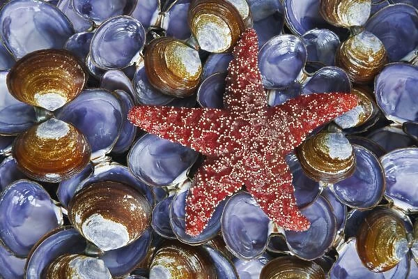 USA, Washington, Hood Canal, Seabeck. Close-up of starfish and clam shells. Credit as