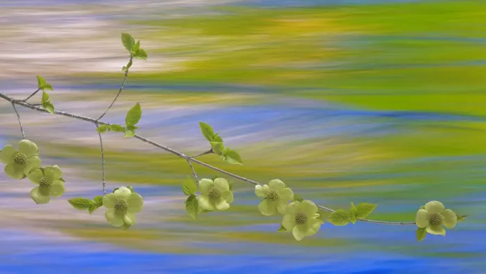 Framed Print : USA, Washington, Icicle Creek. Pacific dogwood over creek Framed Print : USA, Washington, Icicle Creek. Pacific dogwood over creek