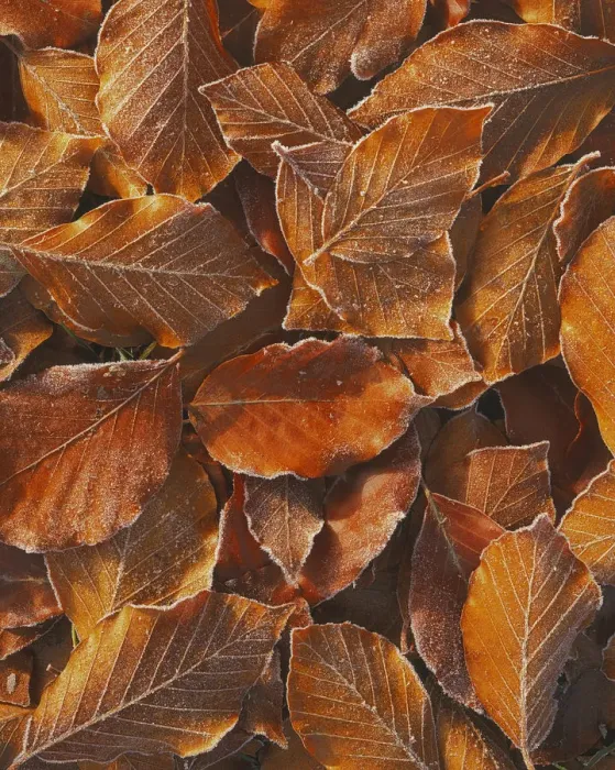 Framed Print : USA, Washington, John Finch Arboretum, Frost on Beech Leaves Framed Print : USA, Washington, John Finch Arboretum, Frost on Beech Leaves