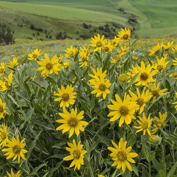 USA, Washington, Kamiak Butte County Park. Douglass sunflowers scenic. Credit as