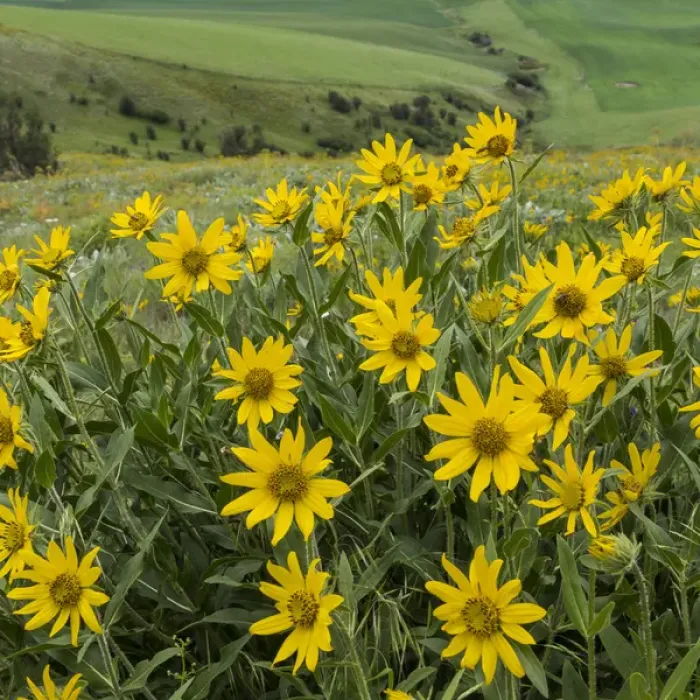 Framed Print : USA, Washington, Kamiak Butte County Park. Douglass sunflowers scenic. Credit as