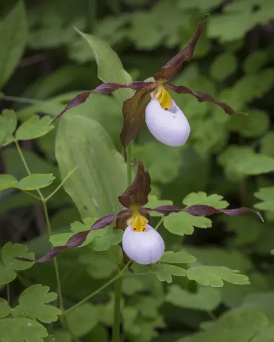 Framed Print : USA, Washington, Kamiak Butte County Park. Close-up of lady slipper orchids. Credit as