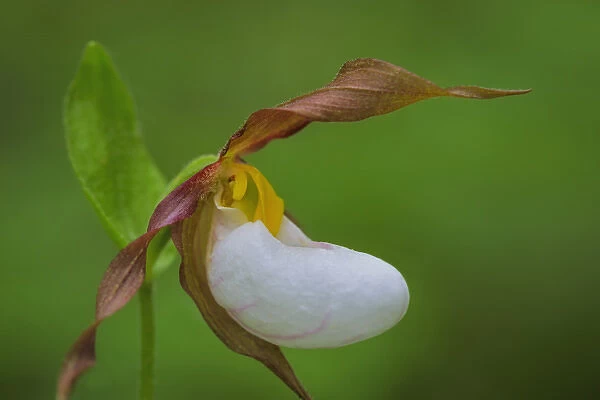 USA, Washington, Kamiak Butte County Park. Close-up of lady slipper orchid. Credit as