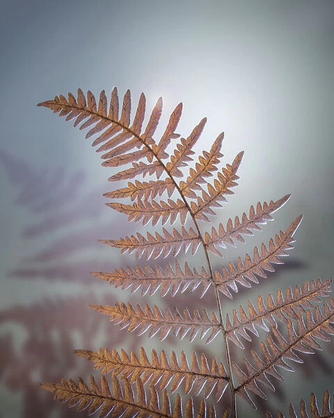 USA, Washington, Kitsap County. Bracken fern in winter