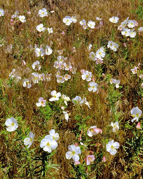 USA, Washington, Klickitat County. Wild primrose in field of grass