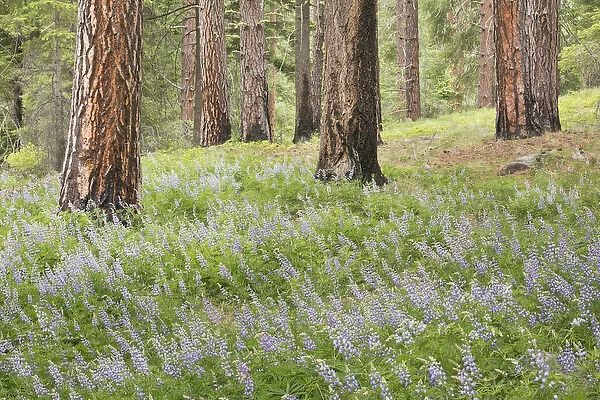 USA, Washington, Leavenworth. Forest and lupine flowers