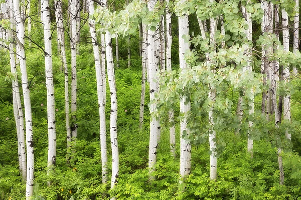USA, Washington, Leavenworth. Stand of aspen trees in forest