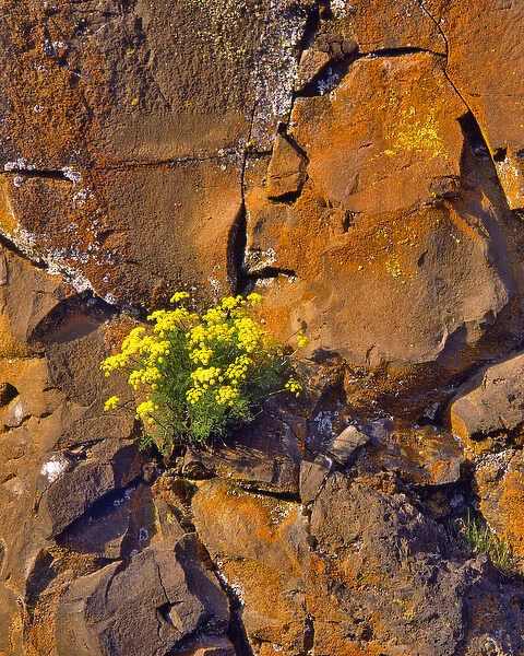USA, Washington. Lomatium flowers on basalt rocks