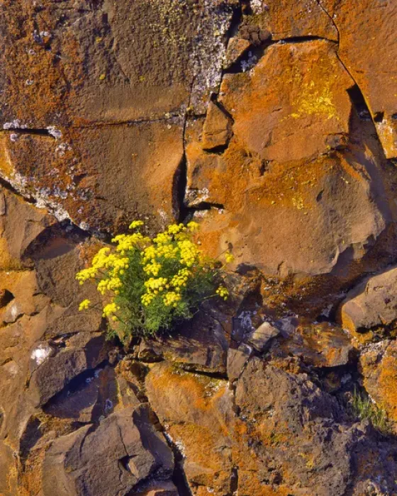 Framed Print : USA, Washington. Lomatium flowers on basalt rocks Framed Print : USA, Washington. Lomatium flowers on basalt rocks