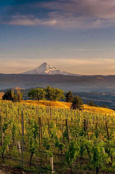 USA, Washington, Lyle. Mt. Hood from Memaloose Wines vineyard along the Columbia