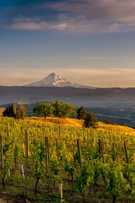 Framed Print : USA, Washington, Lyle. Mt. Hood from Memaloose Wines vineyard along the Columbia Framed Print : USA, Washington, Lyle. Mt. Hood from Memaloose Wines vineyard along the Columbia
