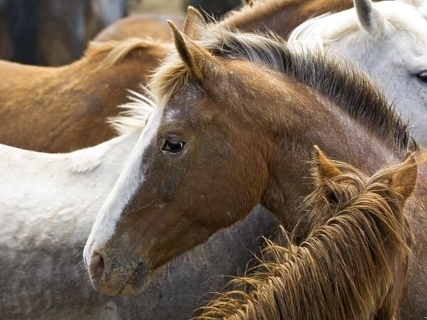 USA, Washington, Malaga, Horse head profile in corral after roundup