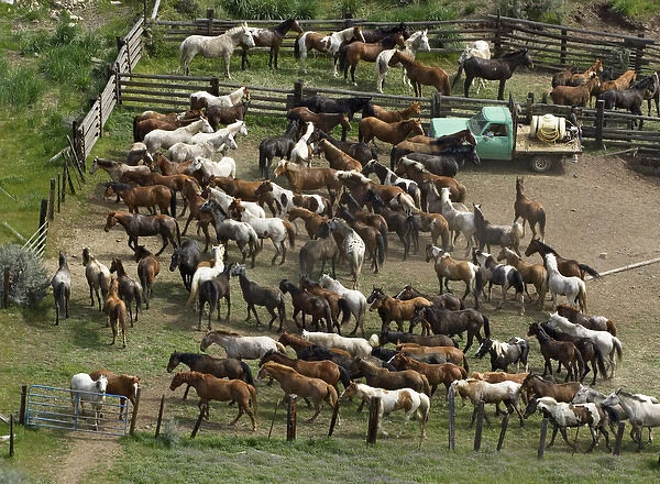 USA, Washington, Malaga, Penned horses in a corral after roundup. Credit as: Dennis