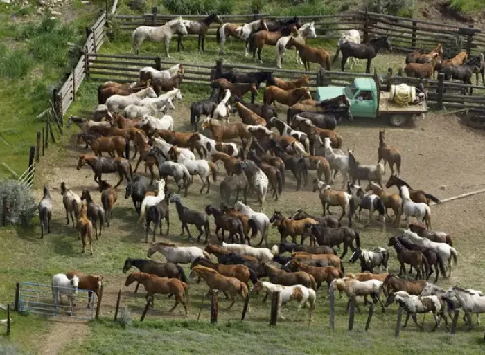 Framed Print : USA, Washington, Malaga, Penned horses in a corral after roundup. Credit as: Dennis Framed Print : USA, Washington, Malaga, Penned horses in a corral after roundup. Credit as: Dennis
