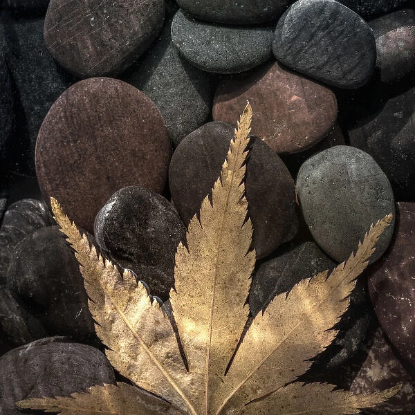 USA, Washington. Maple leaf on rocks. Credit as: Don Paulson  /  Jaynes Gallery  /  DanitaDelimont