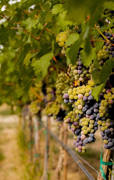 USA, Washington, Mattawa. Cabernet franc block of Weinbau vineyard, a part of Sagemoor