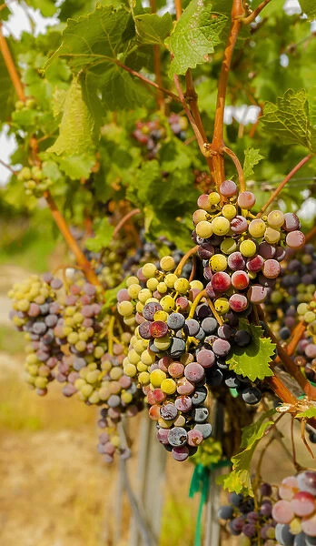 USA, Washington, Mattawa. Cabernet franc block of Weinbau vineyard, a part of Sagemoor