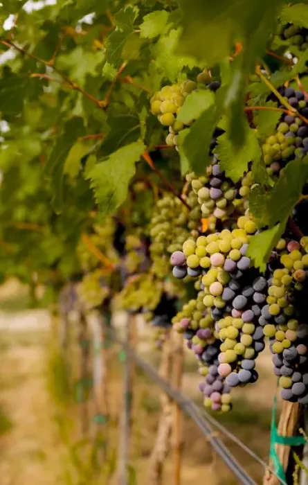 Framed Print : USA, Washington, Mattawa. Cabernet franc block of Weinbau vineyard, a part of Sagemoor Framed Print : USA, Washington, Mattawa. Cabernet franc block of Weinbau vineyard, a part of Sagemoor