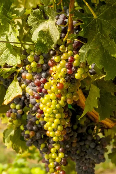 Framed Print : USA, Washington, Mattawa. Cabernet franc block of Weinbau vineyard, a part of Sagemoor Framed Print : USA, Washington, Mattawa. Cabernet franc block of Weinbau vineyard, a part of Sagemoor