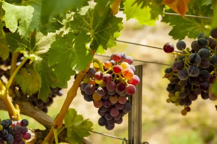 Framed Print : USA, Washington, Mattawa. Merlot grapes in Weinbau vineyard, a part of Sagemoor Vineyards Framed Print : USA, Washington, Mattawa. Merlot grapes in Weinbau vineyard, a part of Sagemoor Vineyards