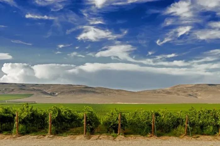 Framed Print : USA, Washington, Mattawa. Stone Tree Vineyard is on the Wahluke slope Framed Print : USA, Washington, Mattawa. Stone Tree Vineyard is on the Wahluke slope