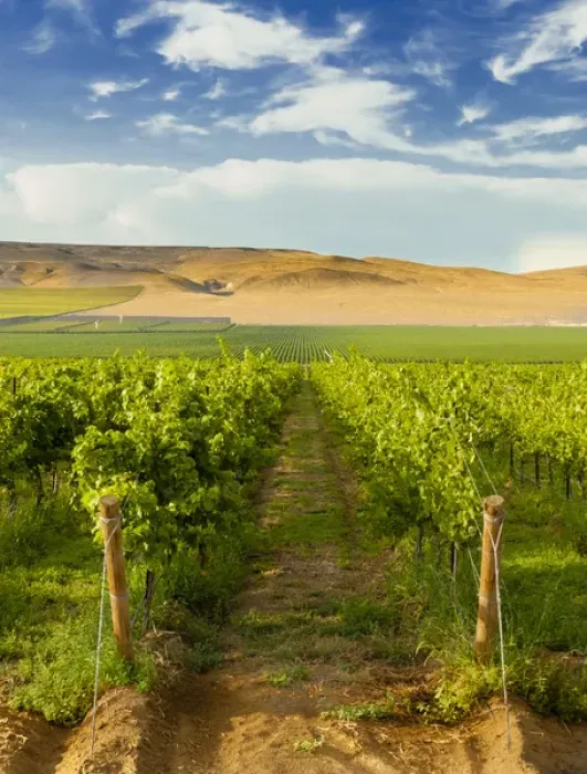 Framed Print : USA, Washington, Mattawa. Stone Tree Vineyard is on the Wahluke slope Framed Print : USA, Washington, Mattawa. Stone Tree Vineyard is on the Wahluke slope