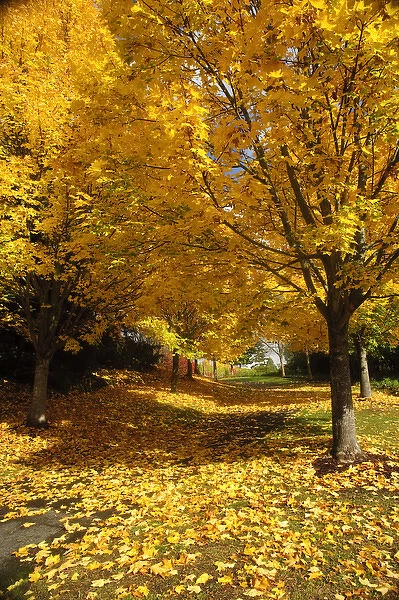 USA, Washington, Mercer Island in fall