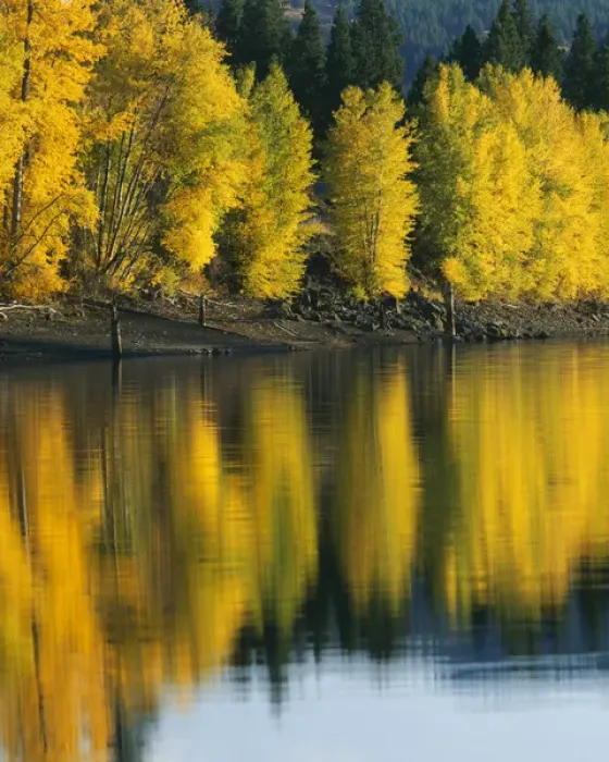 Framed Print : USA, Washington, Methow Valley, Patterson Lake, Aspen trees Framed Print : USA, Washington, Methow Valley, Patterson Lake, Aspen trees