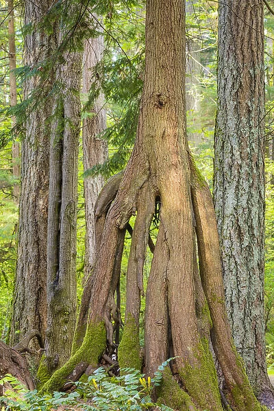 USA, Washington, Millersylvainia State Park. Odd shape of western red cedar tree
