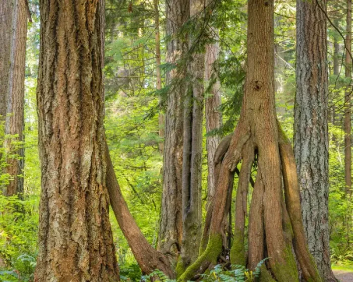 Framed Print : USA, Washington, Millersylvainia State Park. Odd shape of western red cedar tree Framed Print : USA, Washington, Millersylvainia State Park. Odd shape of western red cedar tree