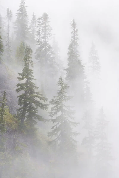 USA, Washington, Mount Baker Wilderness, Cascade Mountains. Dense fog blankets mountainside forest
