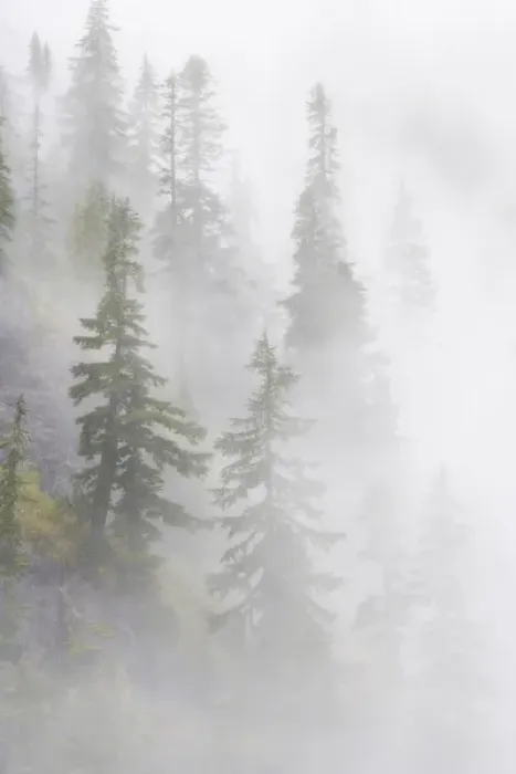 Framed Print : USA, Washington, Mount Baker Wilderness, Cascade Mountains. Dense fog blankets mountainside forest Framed Print : USA, Washington, Mount Baker Wilderness, Cascade Mountains. Dense fog blankets mountainside forest